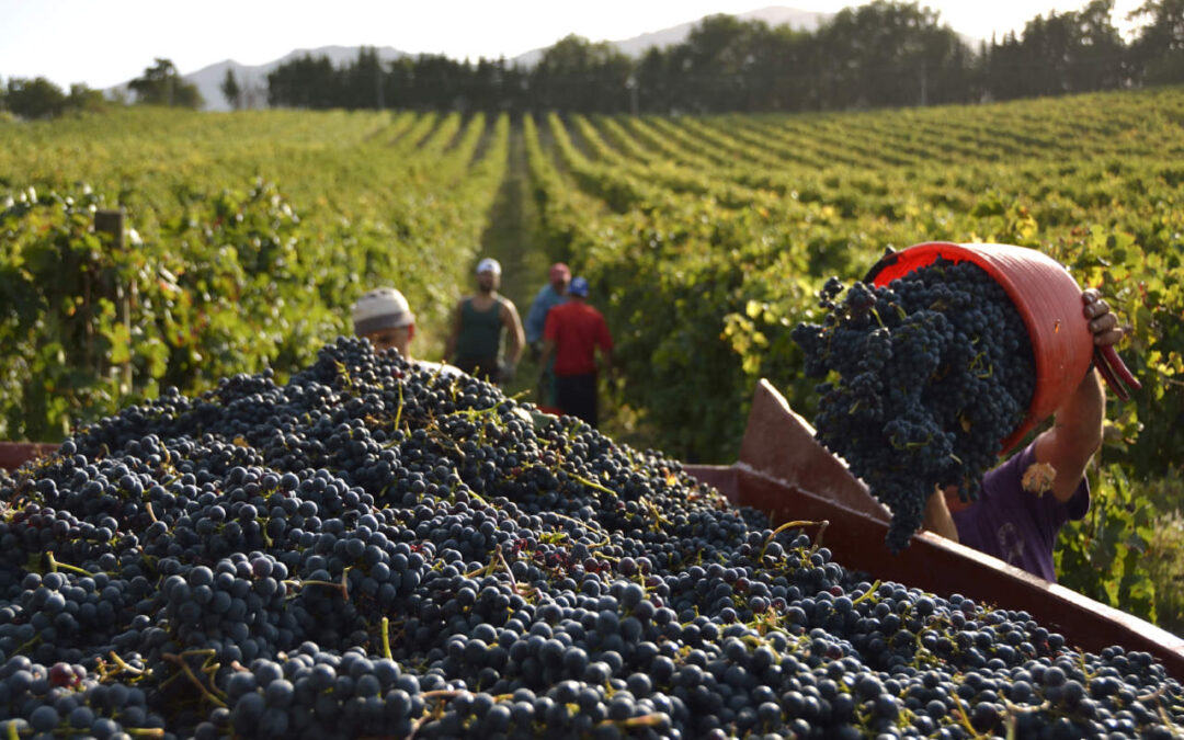 I numeri della vendemmia 2020. In Sicilia ottima qualità ma produzione in calo