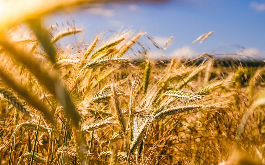 Contributi sui macchinari per le imprese agricole