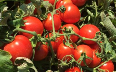 Euroconsult organismo esecutore del progetto europeo “Meu Tomatì”