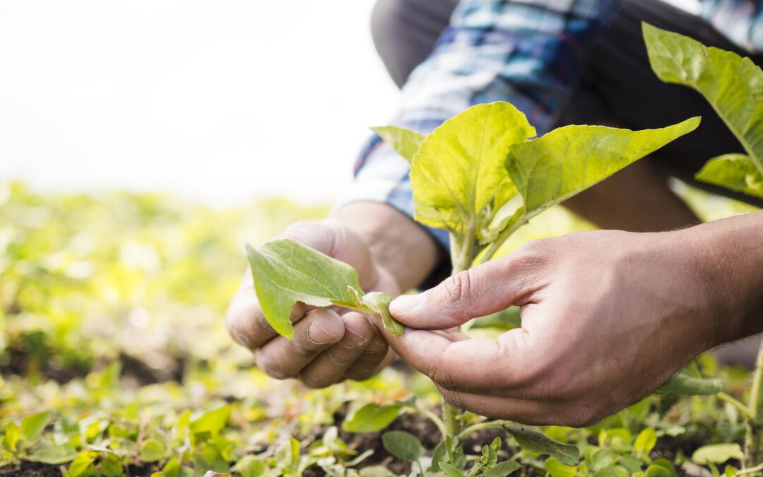 ISMEA – Fondo per l’innovazione in agricoltura