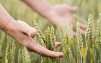 Credito d’imposta Zes agricoltura